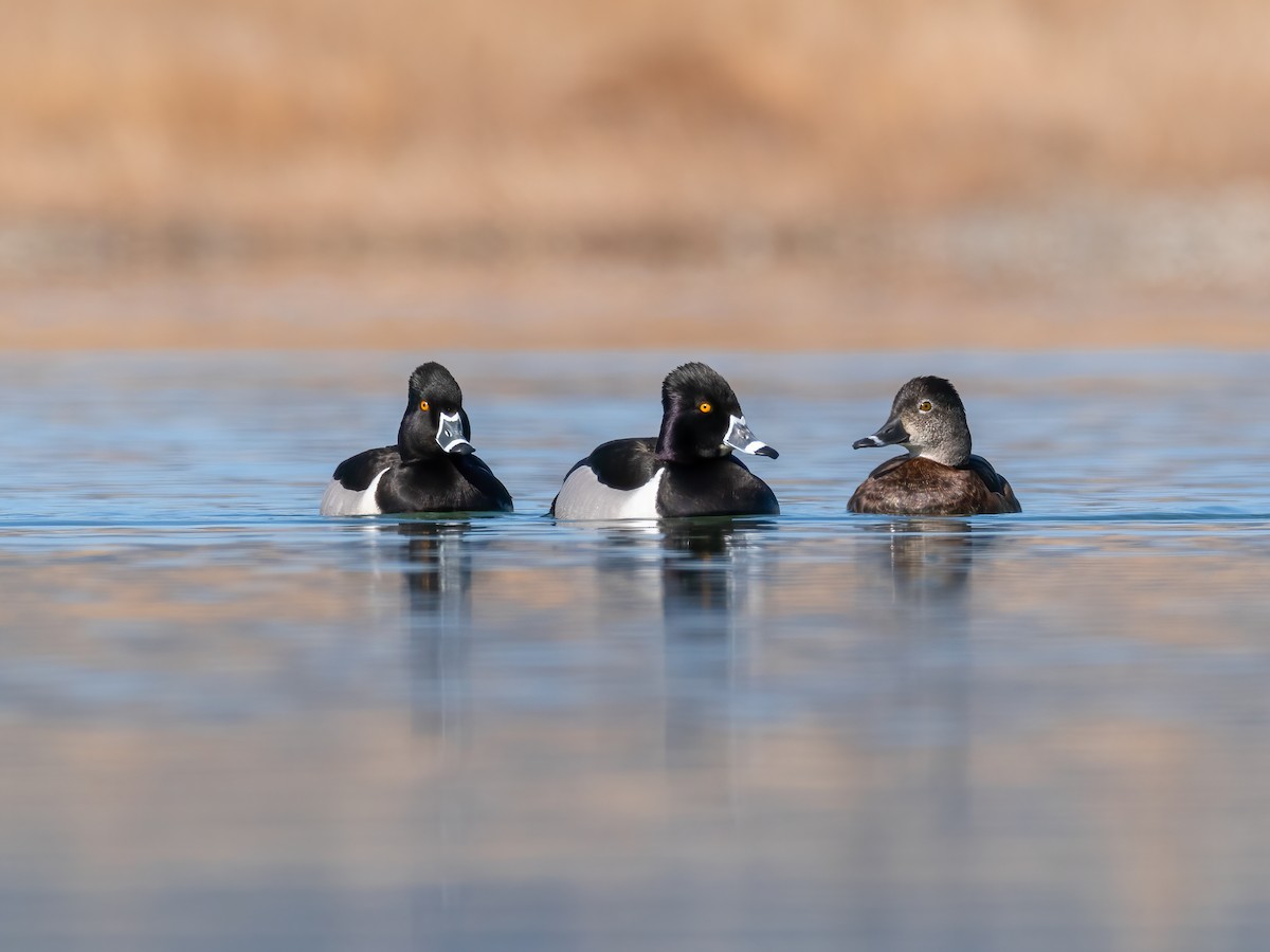 環頸潛鴨 - ML635488994