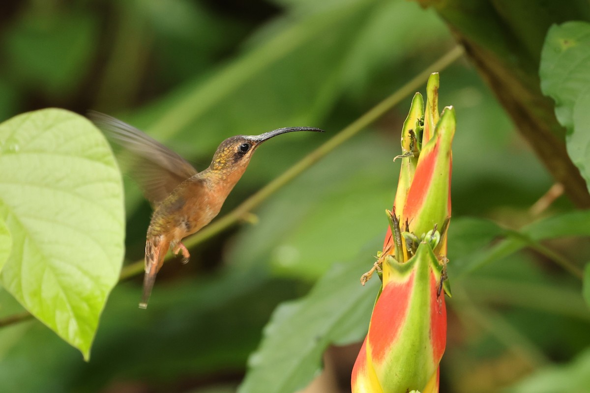 Bronzy Hermit - ML635489018