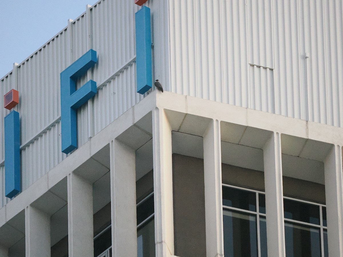 sokol stěhovavý - ML635489027