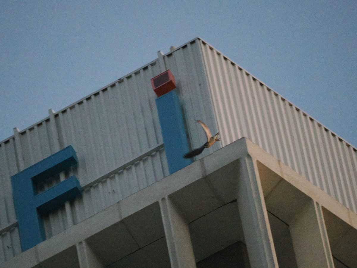 sokol stěhovavý - ML635489028