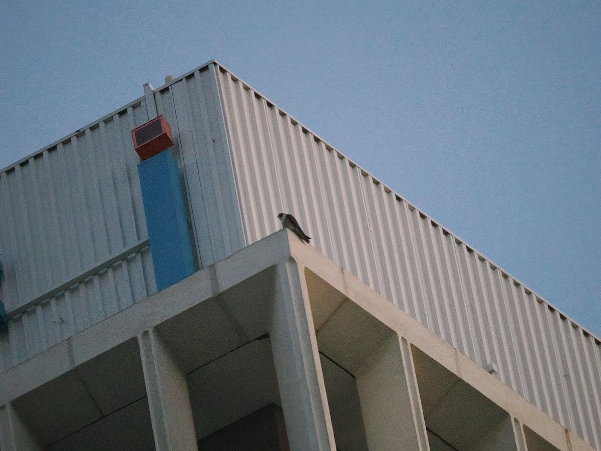 sokol stěhovavý - ML635489029