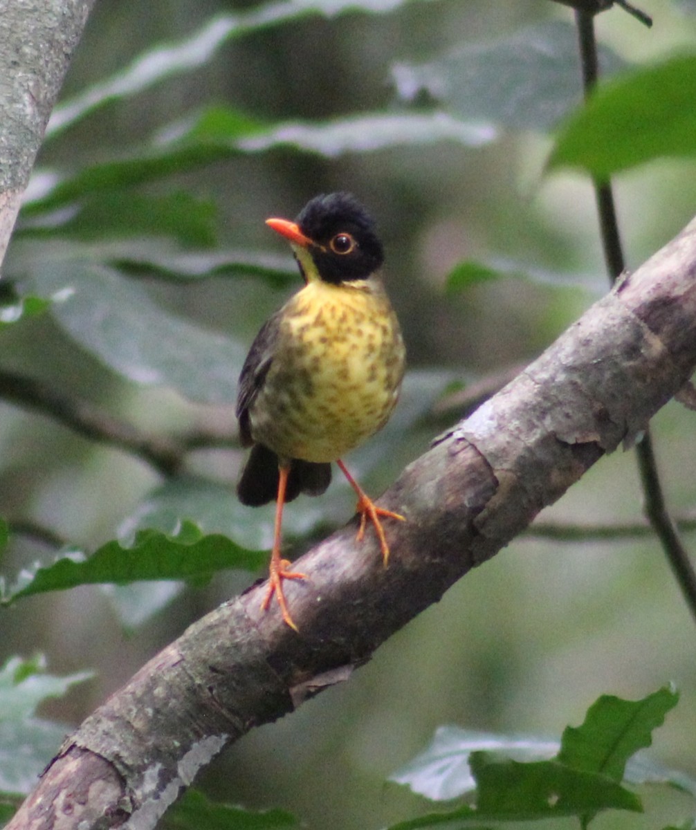 Yellow-throated Nightingale-Thrush - ML635489038