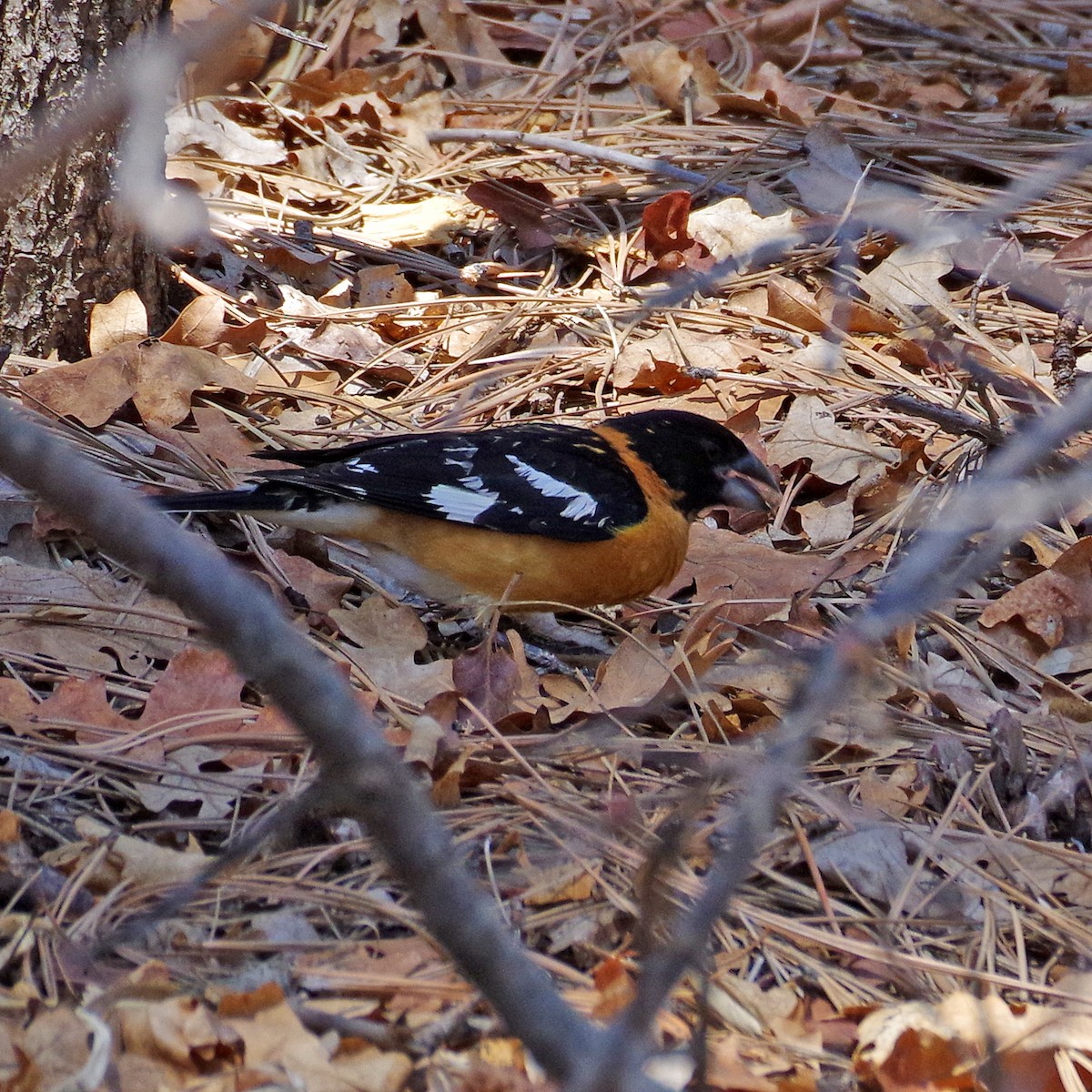 Black-headed Grosbeak - ML635489062