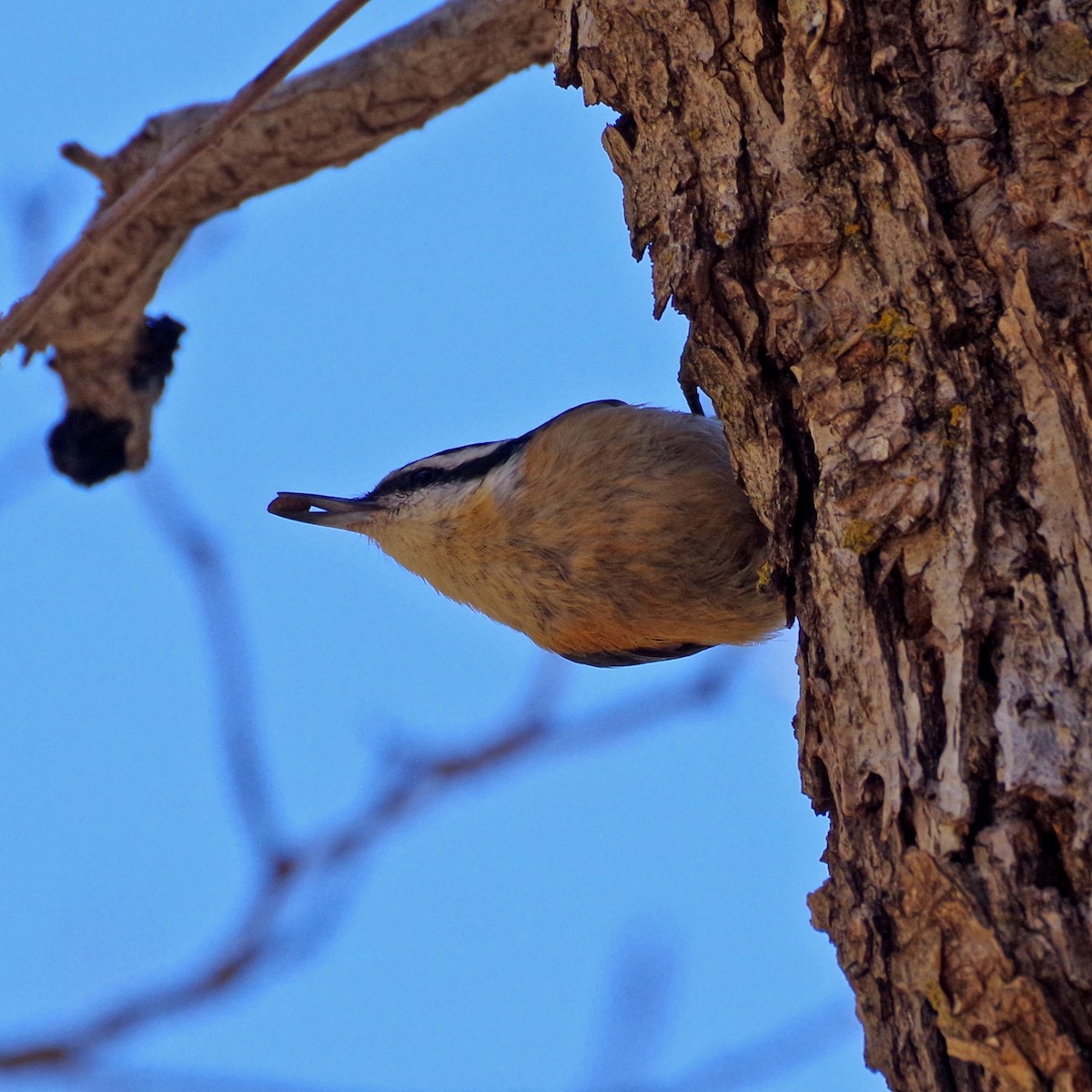 Red-breasted Nuthatch - ML635489089