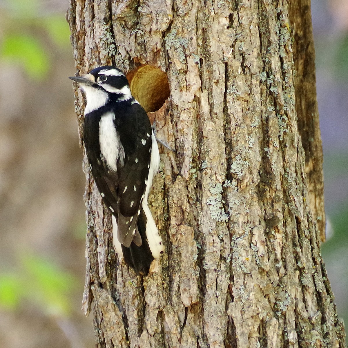 Downy Woodpecker - ML635489104