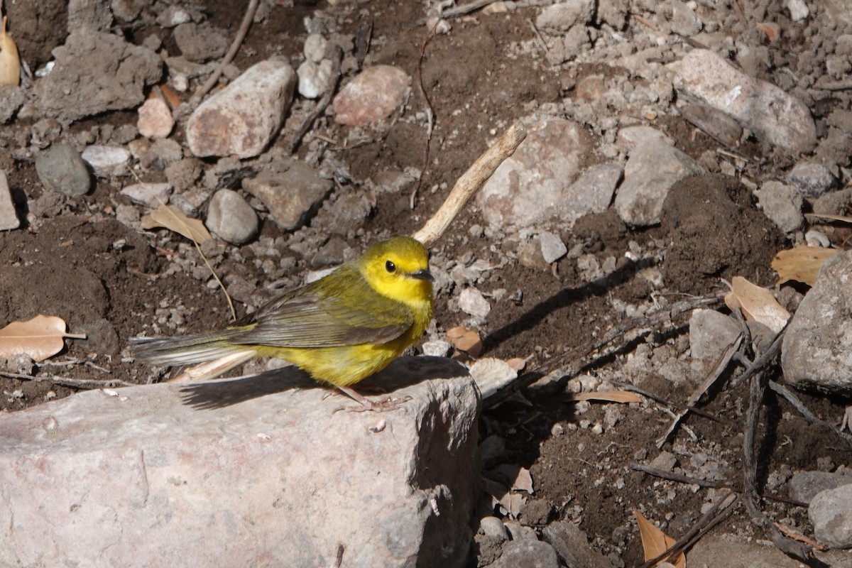 Hooded Warbler - ML635489109