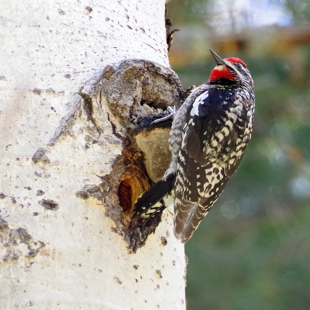 Red-naped Sapsucker - ML635489132