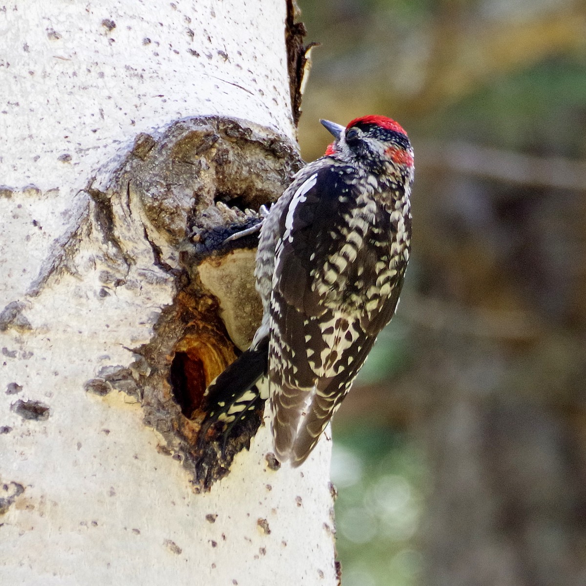 Red-naped Sapsucker - ML635489133