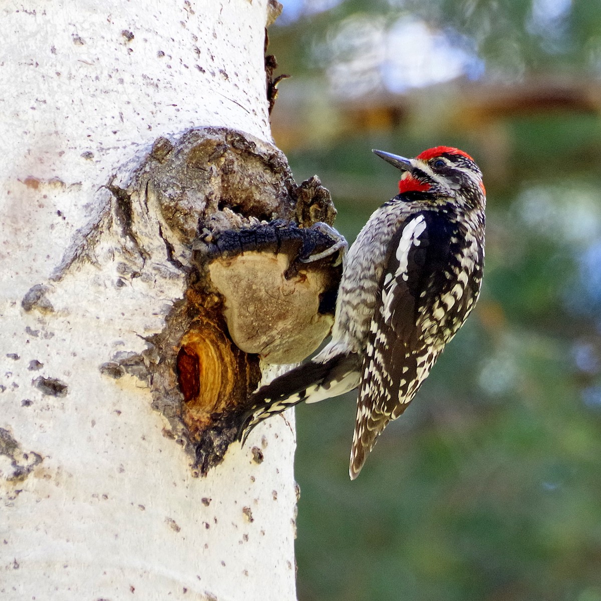 Red-naped Sapsucker - ML635489134