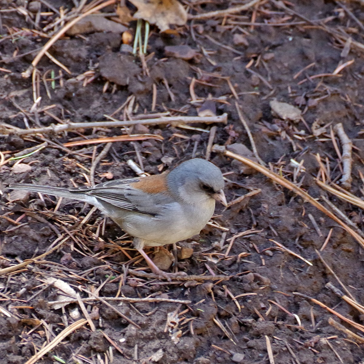 Dark-eyed Junco - ML635489169