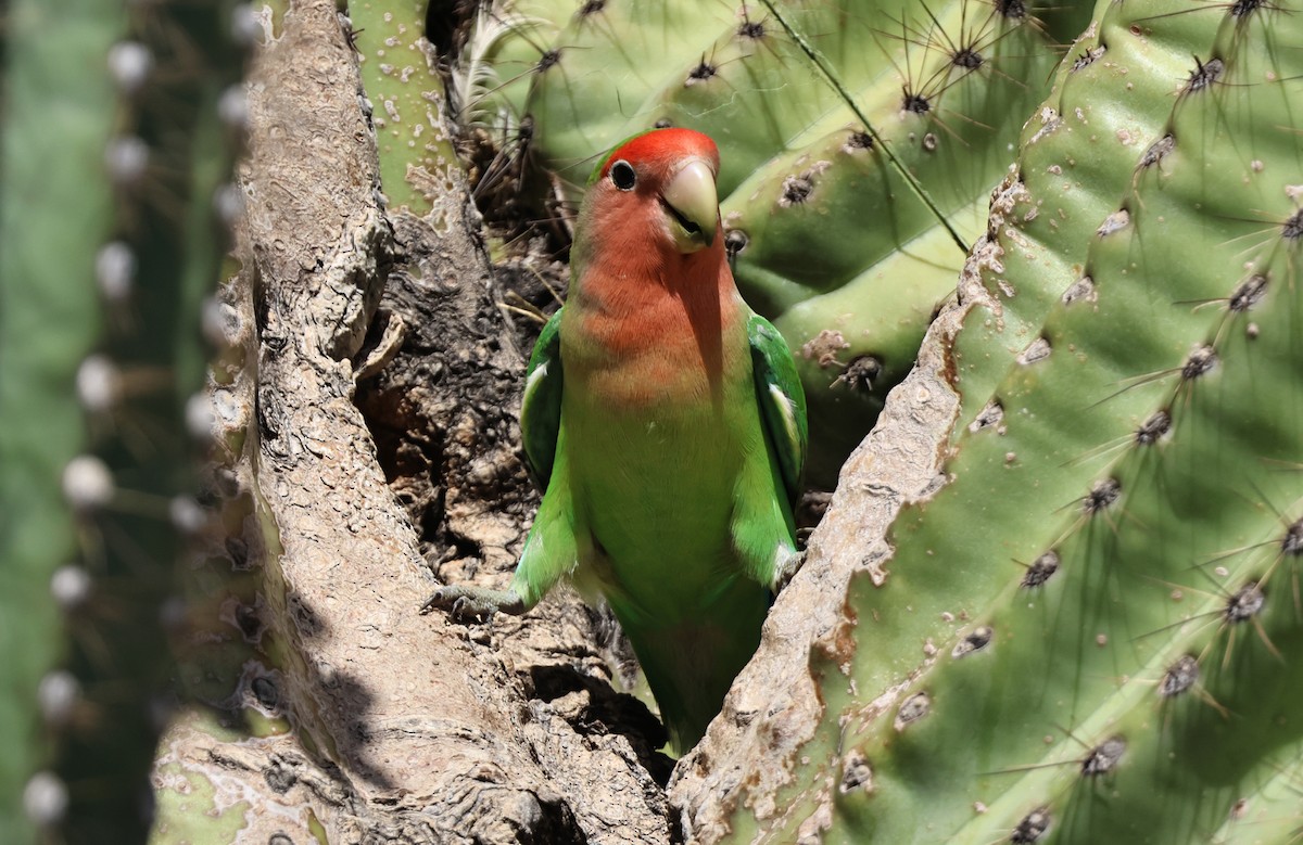 Rosy-faced Lovebird - ML635489174