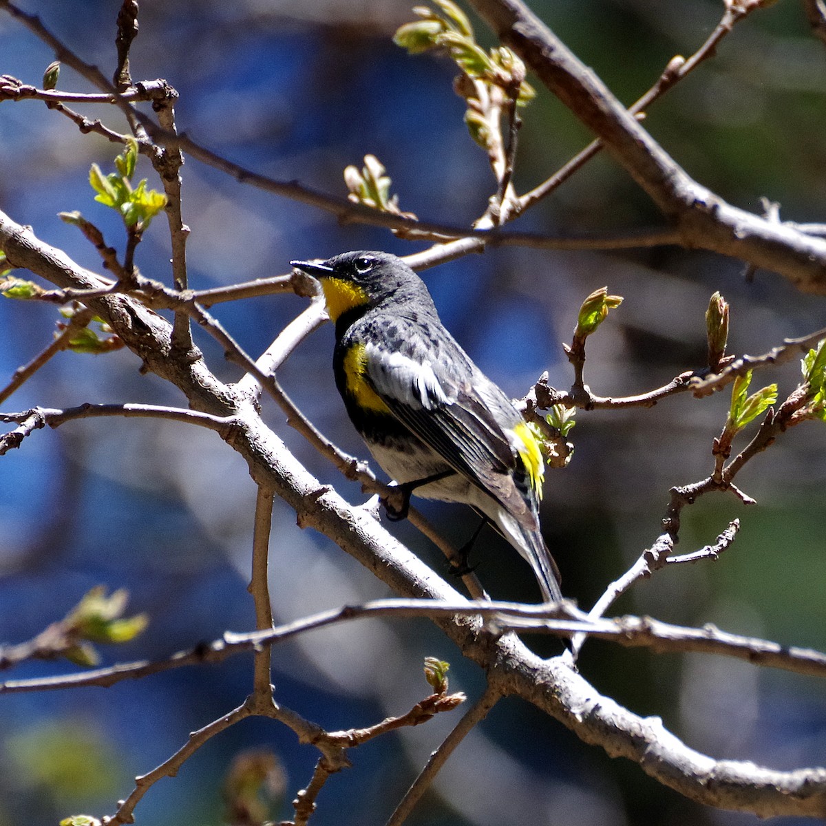 Yellow-rumped Warbler (Audubon's) - ML635489189