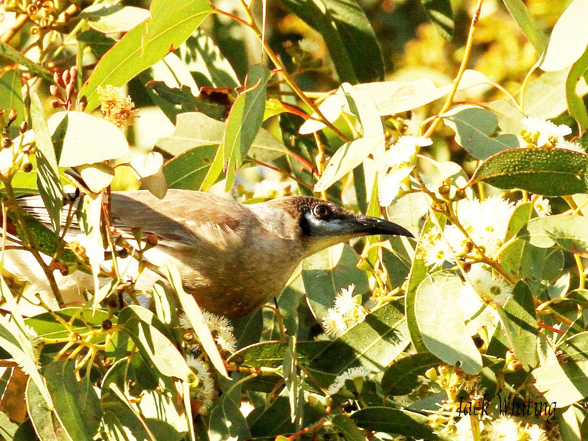 Little Friarbird - Jack Whiting