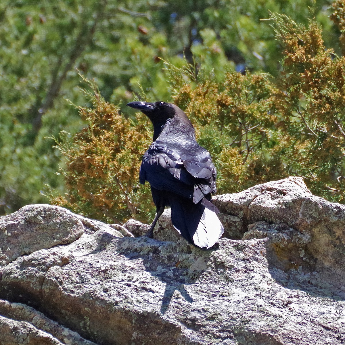Common Raven - ML635489228