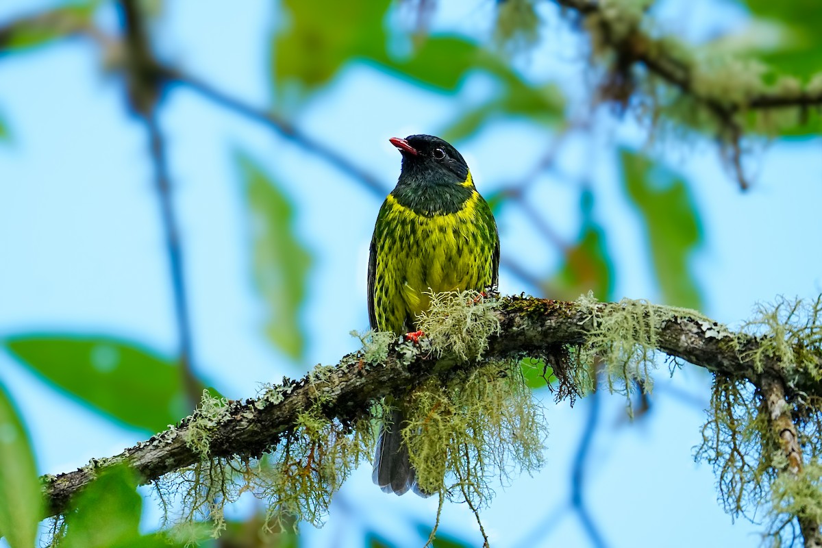 Green-and-black Fruiteater - ML635489236