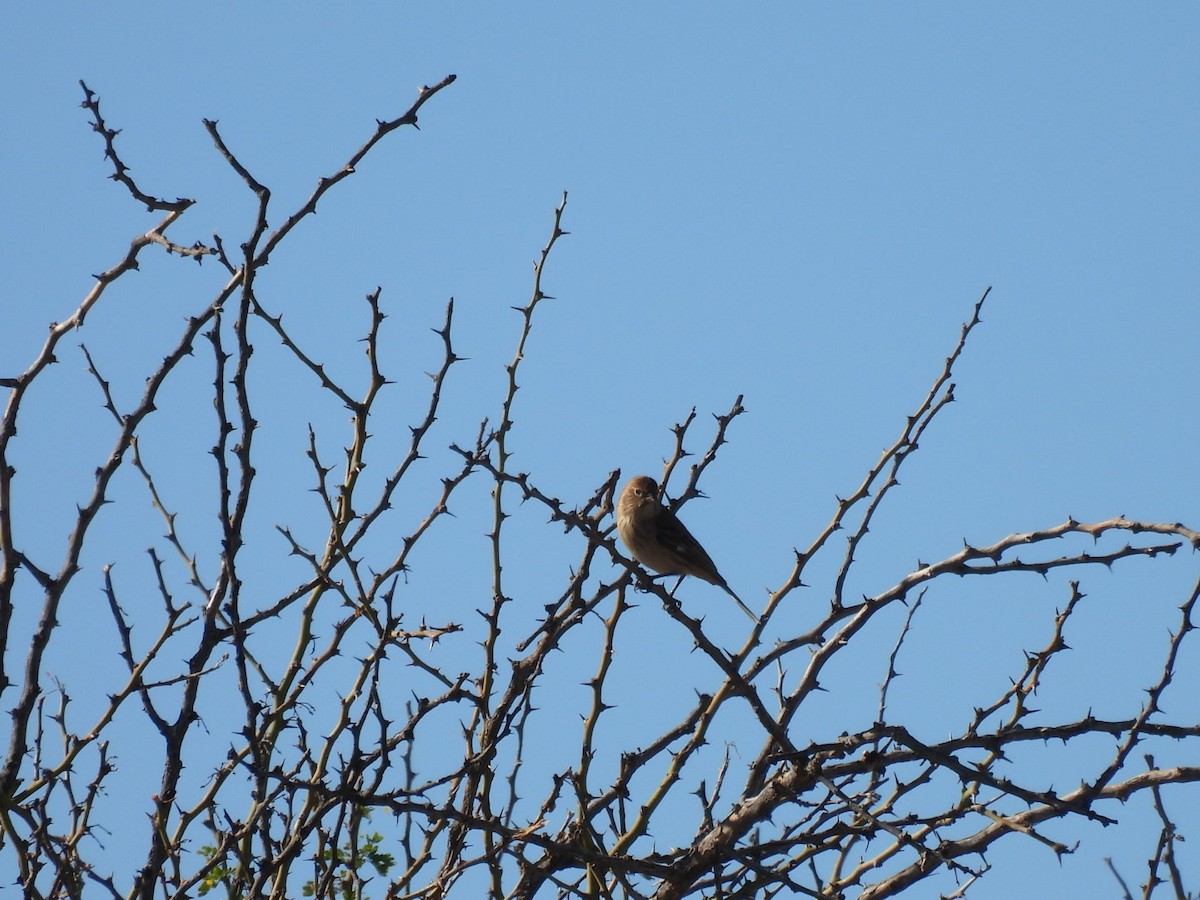 Carbonated Sierra Finch - ML635489245