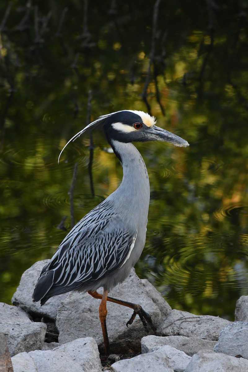 Yellow-crowned Night Heron - ML635489277