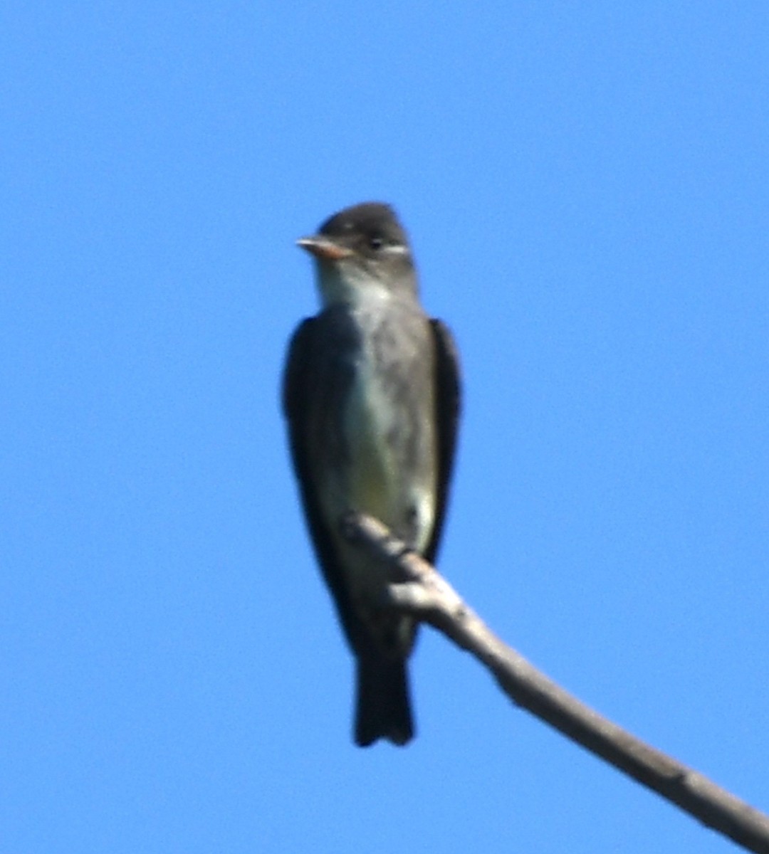 Olive-sided Flycatcher - ML635489289