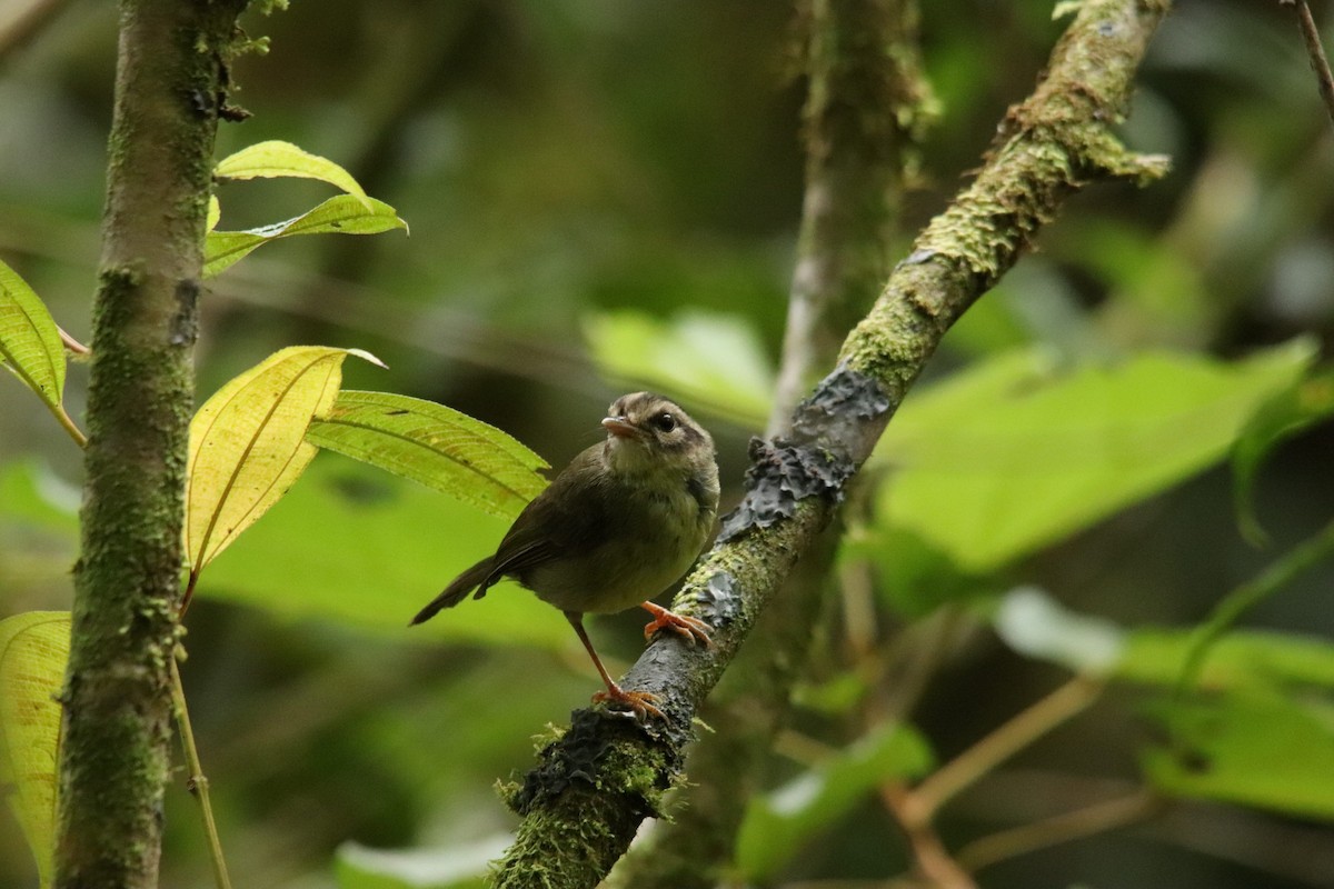 Costa Rican Warbler - ML635489299