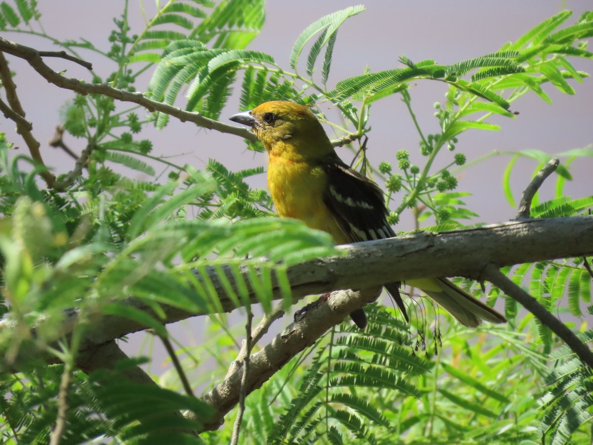 Flame-colored Tanager - ML635489327