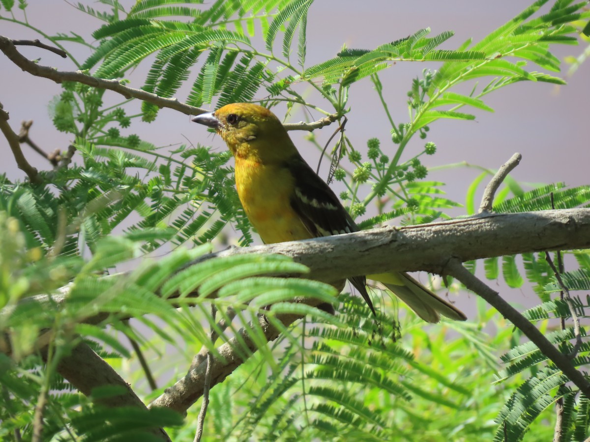 Flame-colored Tanager - ML635489328