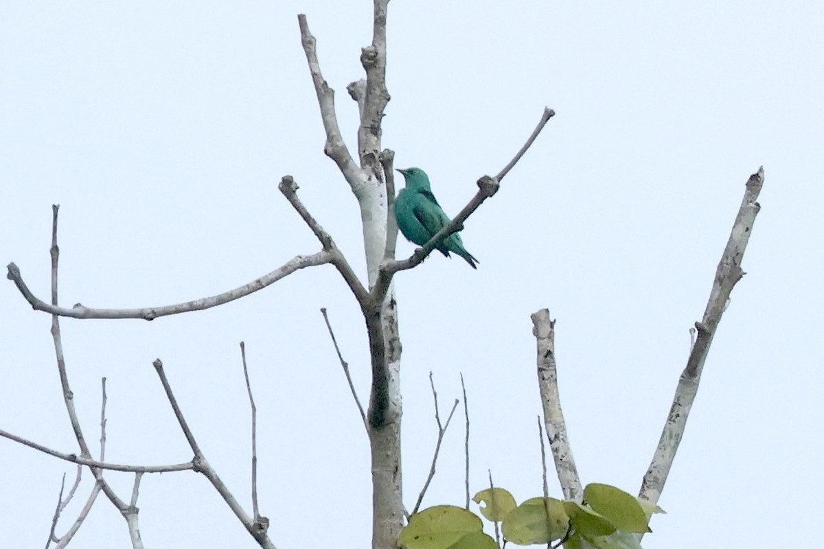 Viridian Dacnis - ML635489364