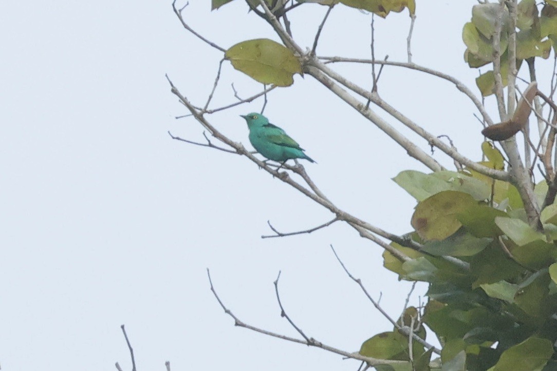 Viridian Dacnis - ML635489379