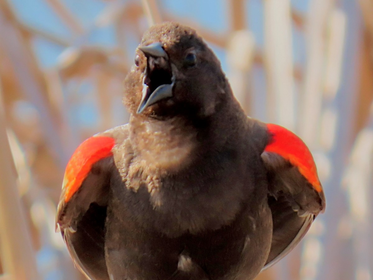 Red-winged Blackbird - ML635489421