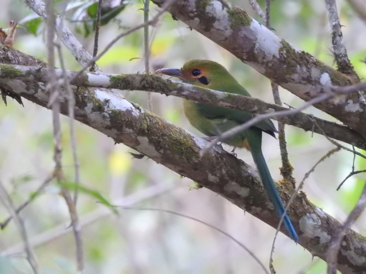Blue-throated Motmot - ML635489430