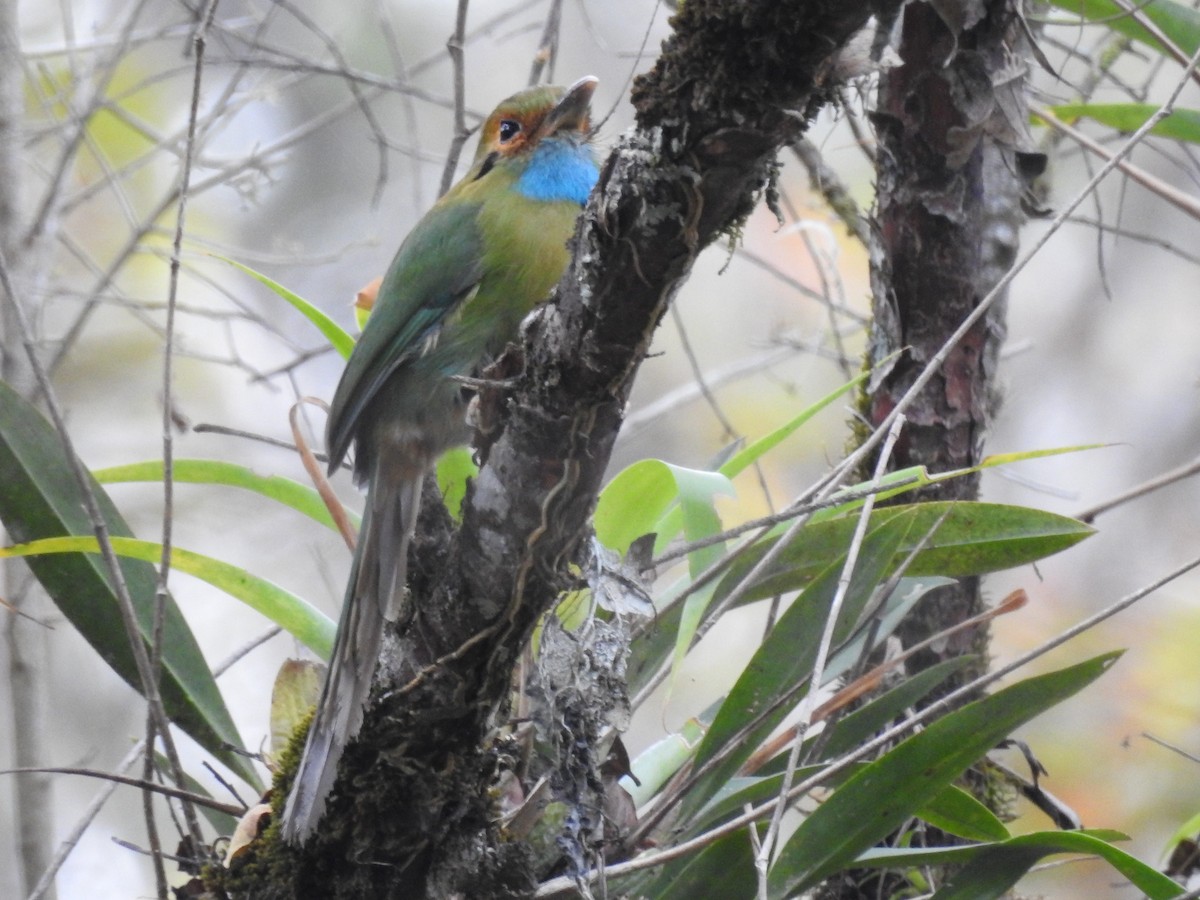 Blue-throated Motmot - ML635489431