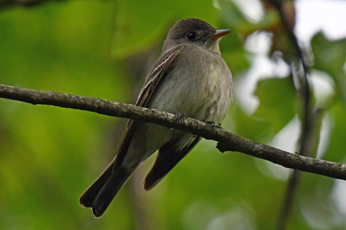 Eastern Wood-Pewee - ML635489487
