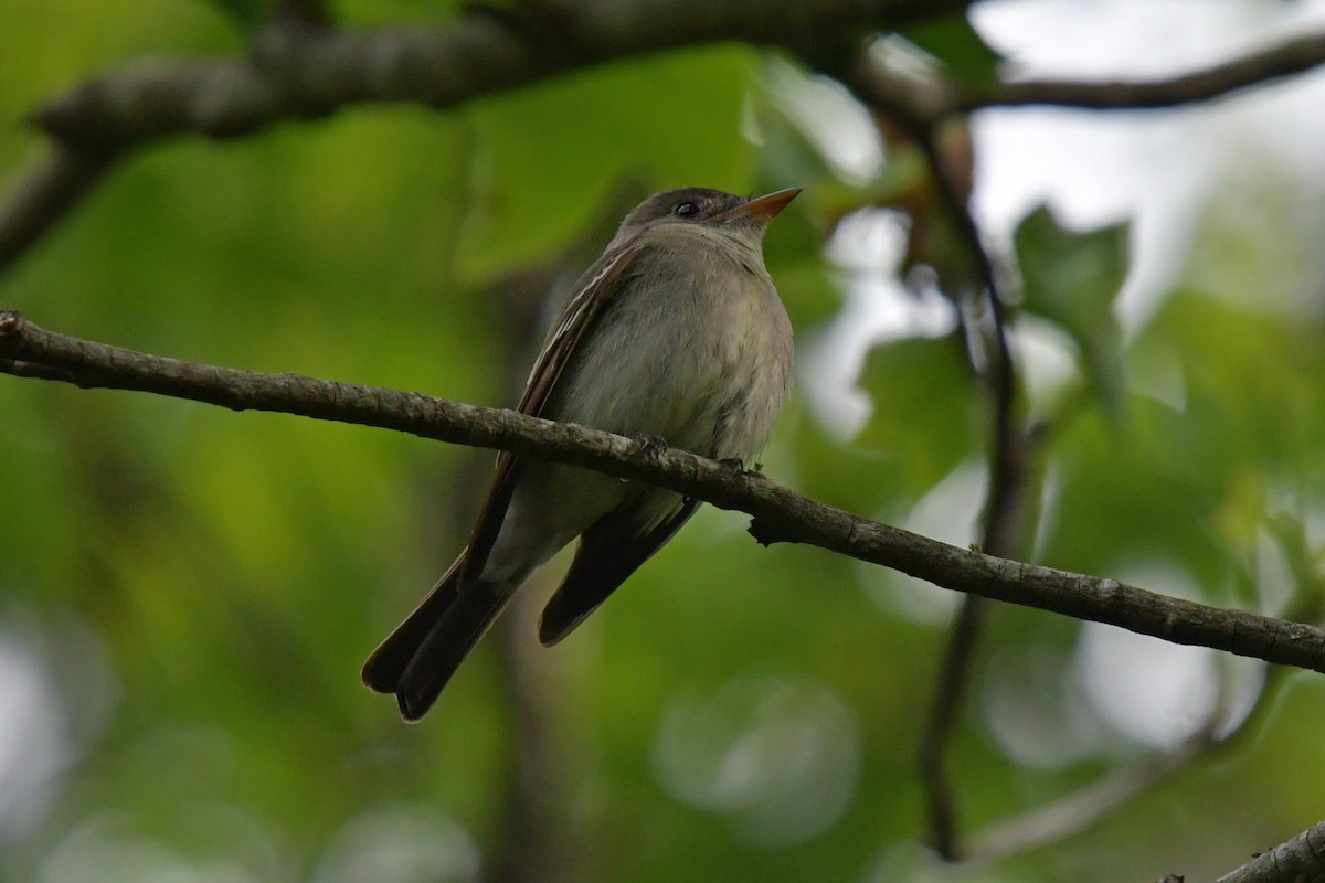 Eastern Wood-Pewee - ML635489496
