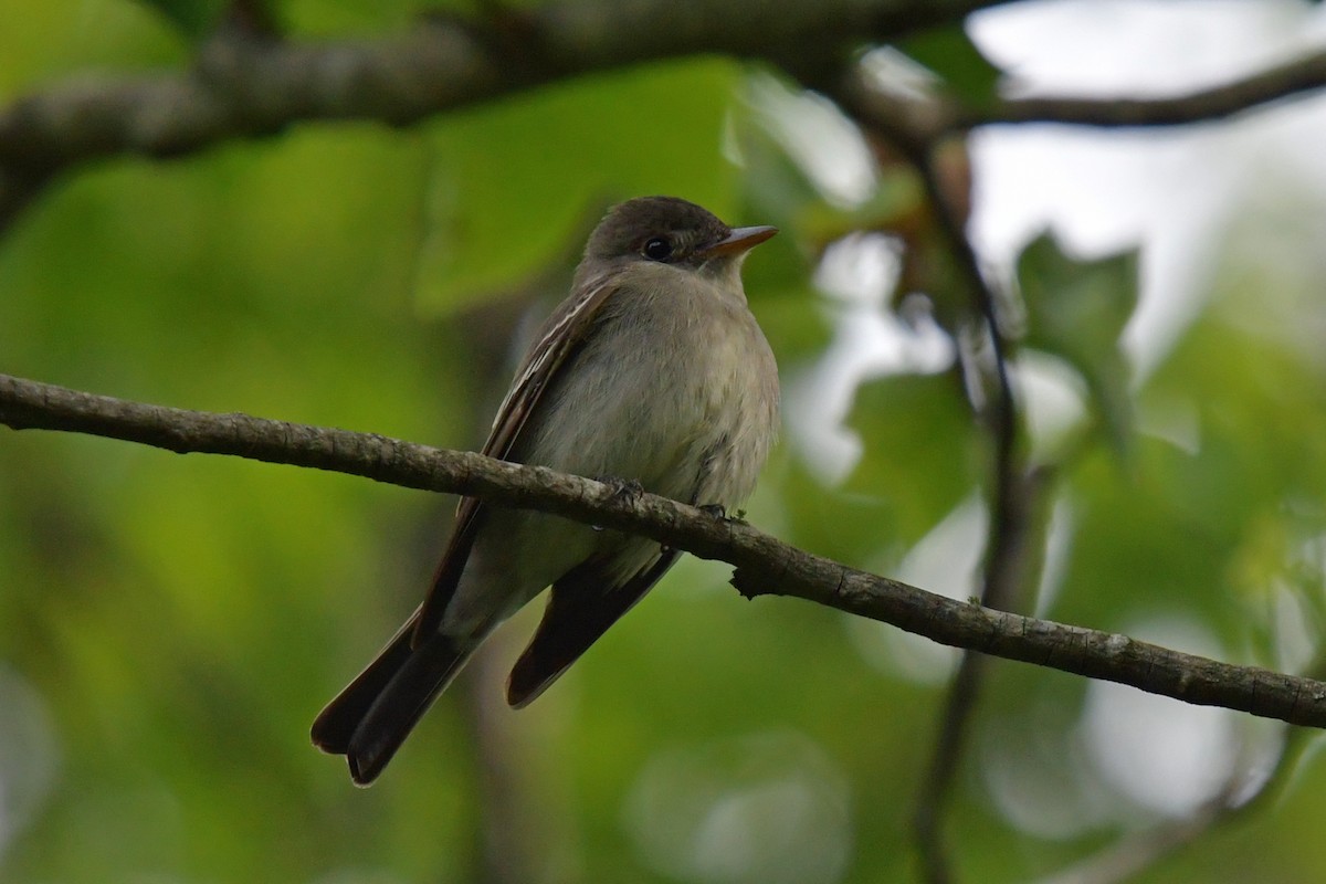 Eastern Wood-Pewee - ML635489518