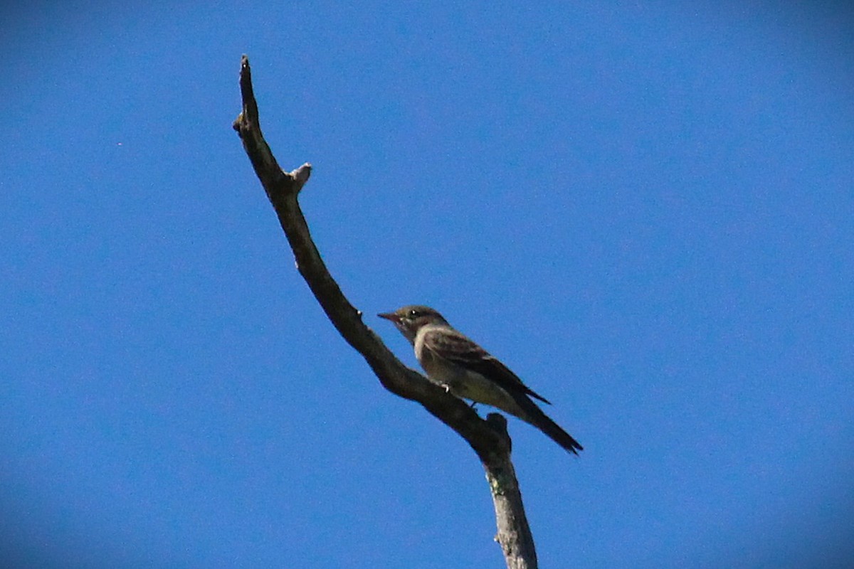 Western Wood-Pewee - ML635489550