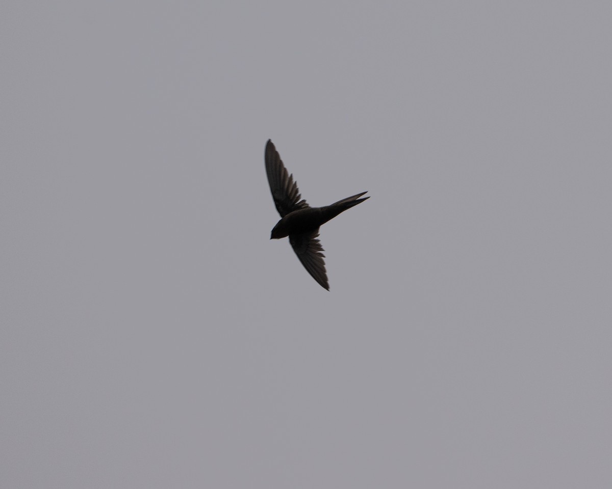 Asian Palm Swift - ML635489573