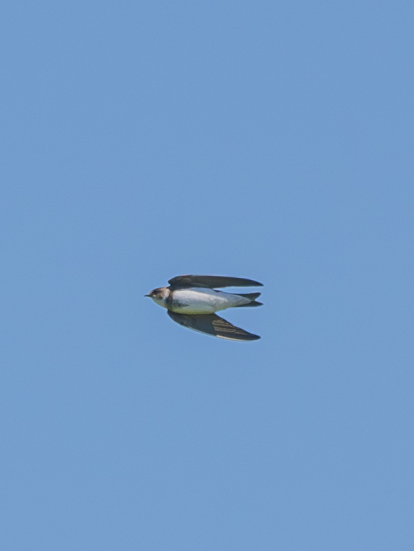 ショウドウツバメ - ML635489613