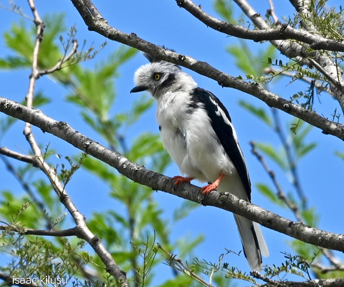 Gray-crested Helmetshrike - ML635489643
