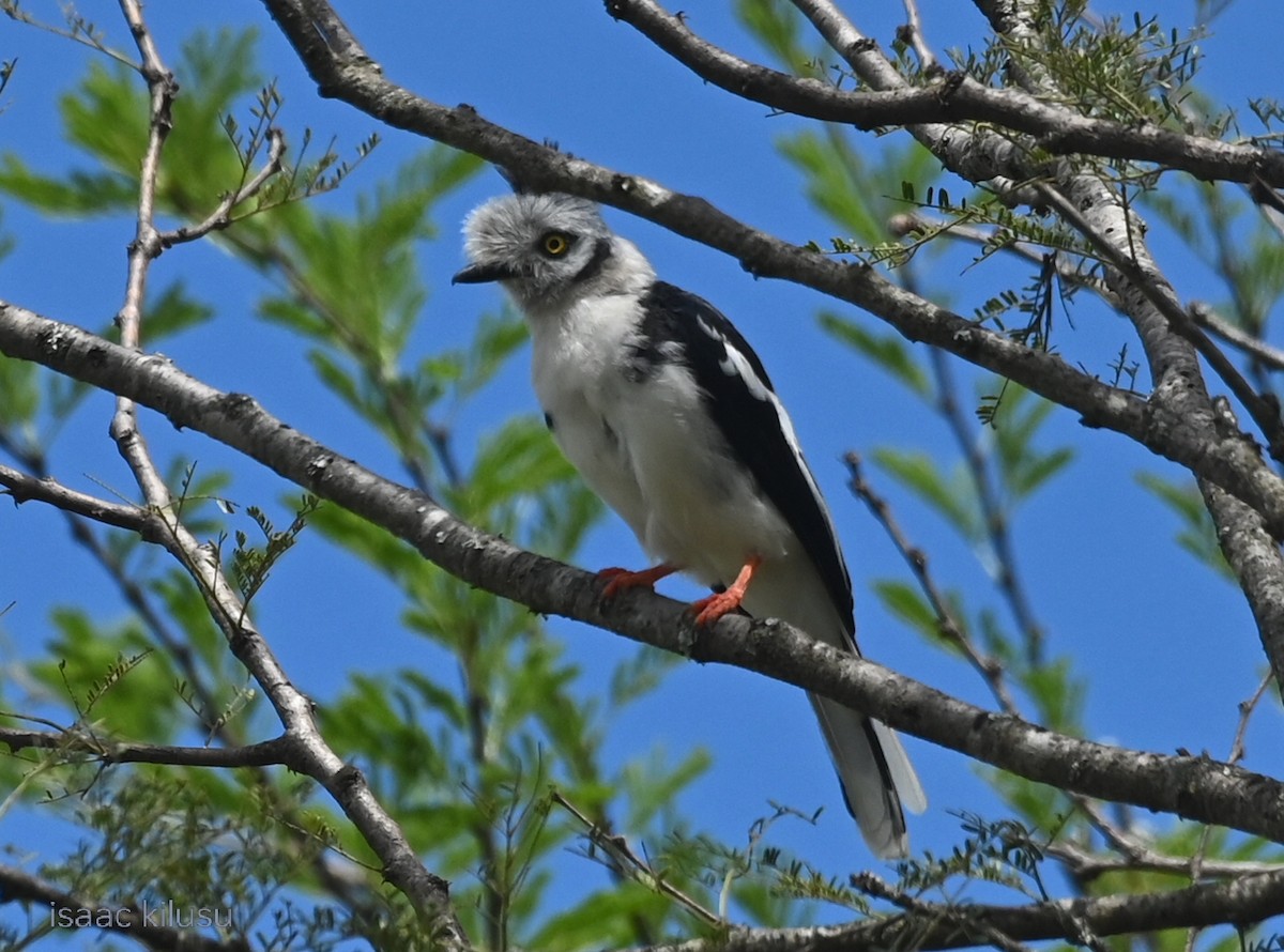 Gray-crested Helmetshrike - ML635489644