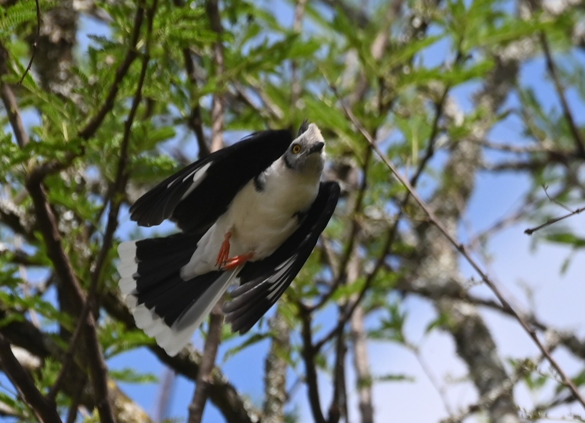 Gray-crested Helmetshrike - ML635489645