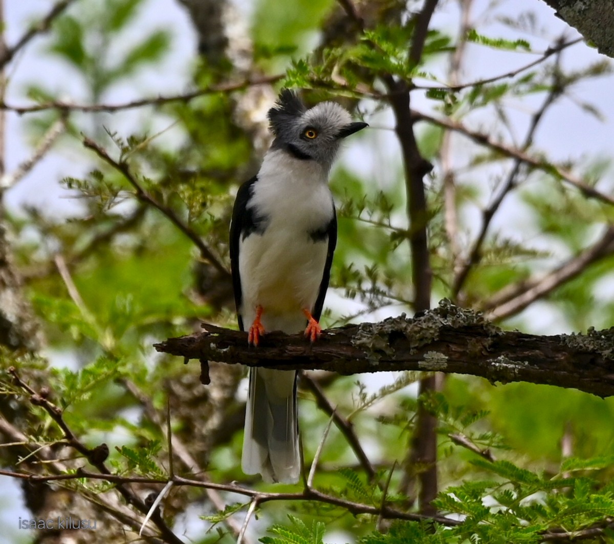 Gray-crested Helmetshrike - ML635489646