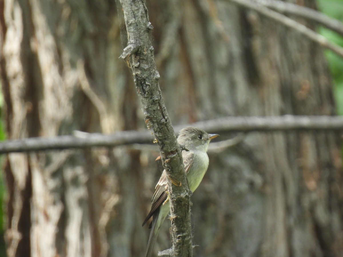 Eastern Wood-Pewee - ML635489665