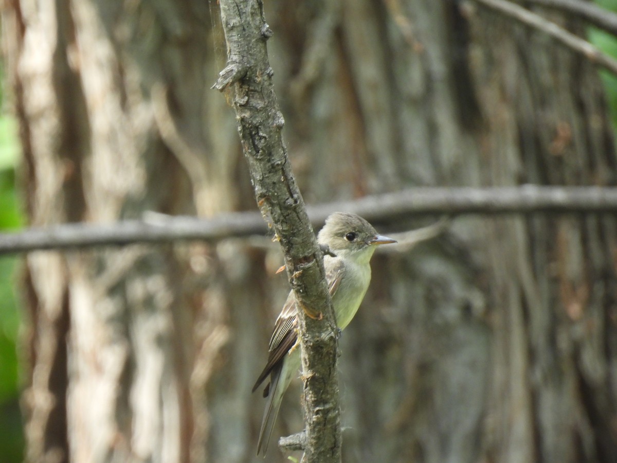 Eastern Wood-Pewee - ML635489680
