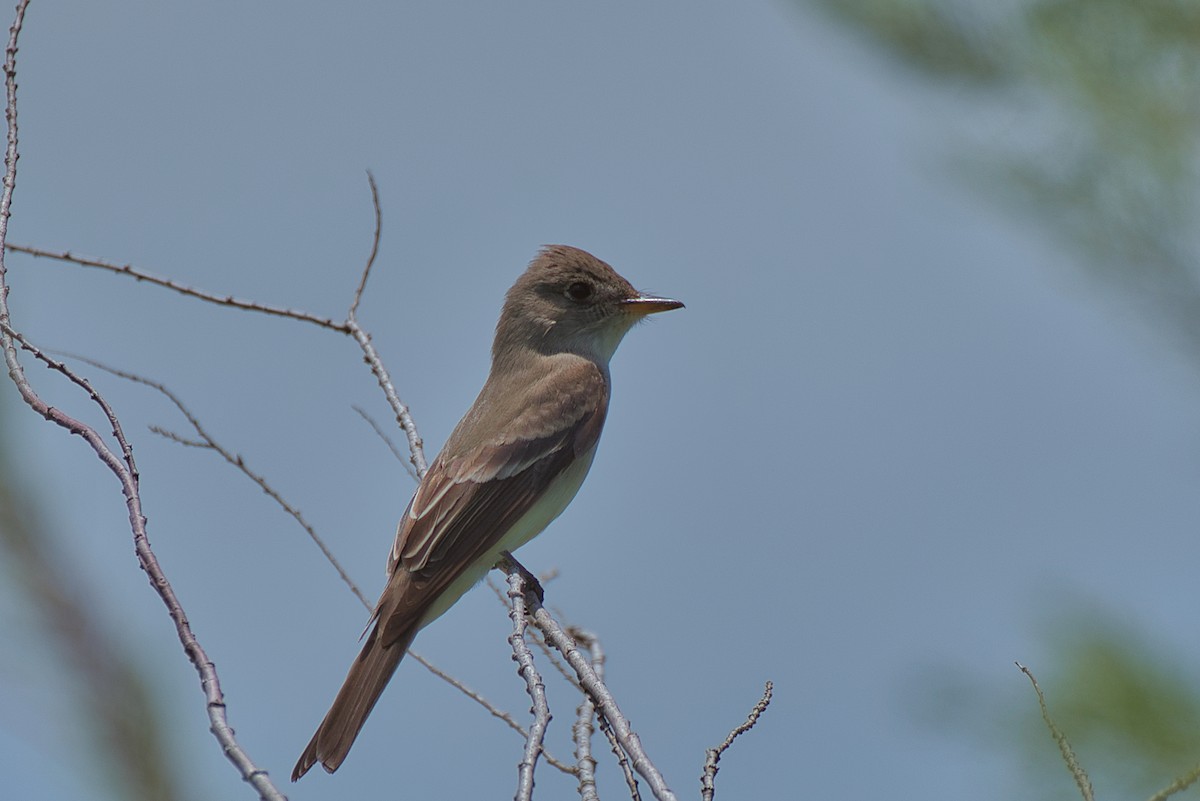 Eastern Wood-Pewee - ML635489868