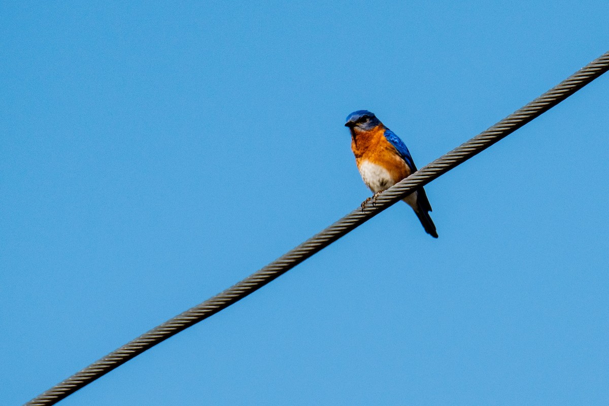 Eastern Bluebird - ML635489882