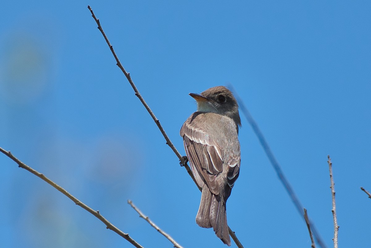 Eastern Wood-Pewee - ML635489885