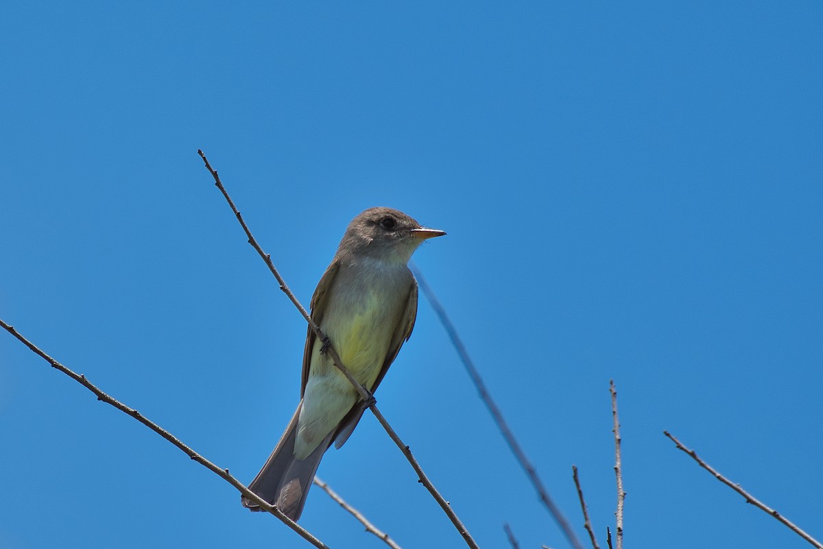 Eastern Wood-Pewee - ML635489906