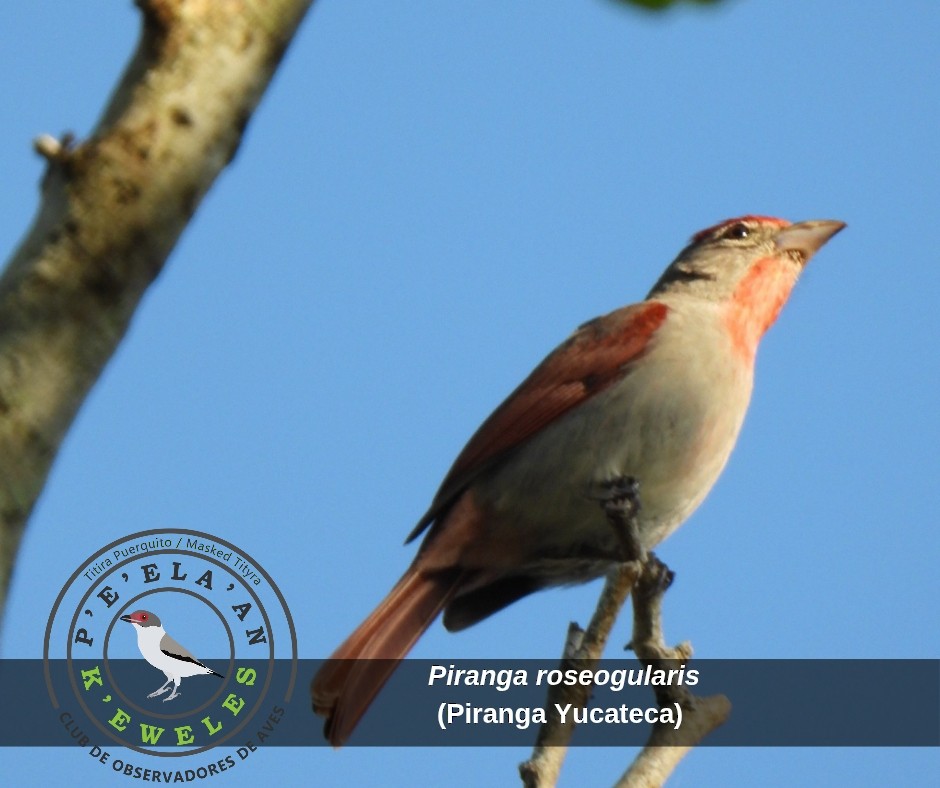 Rose-throated Tanager - ML635489907