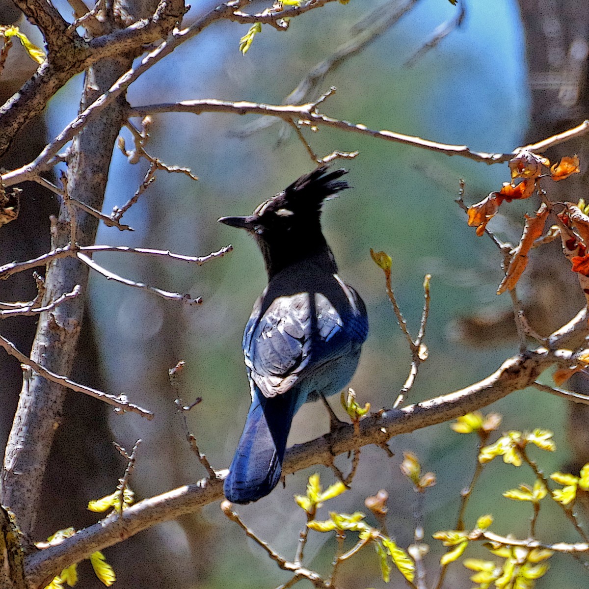 Steller's Jay - ML635489935