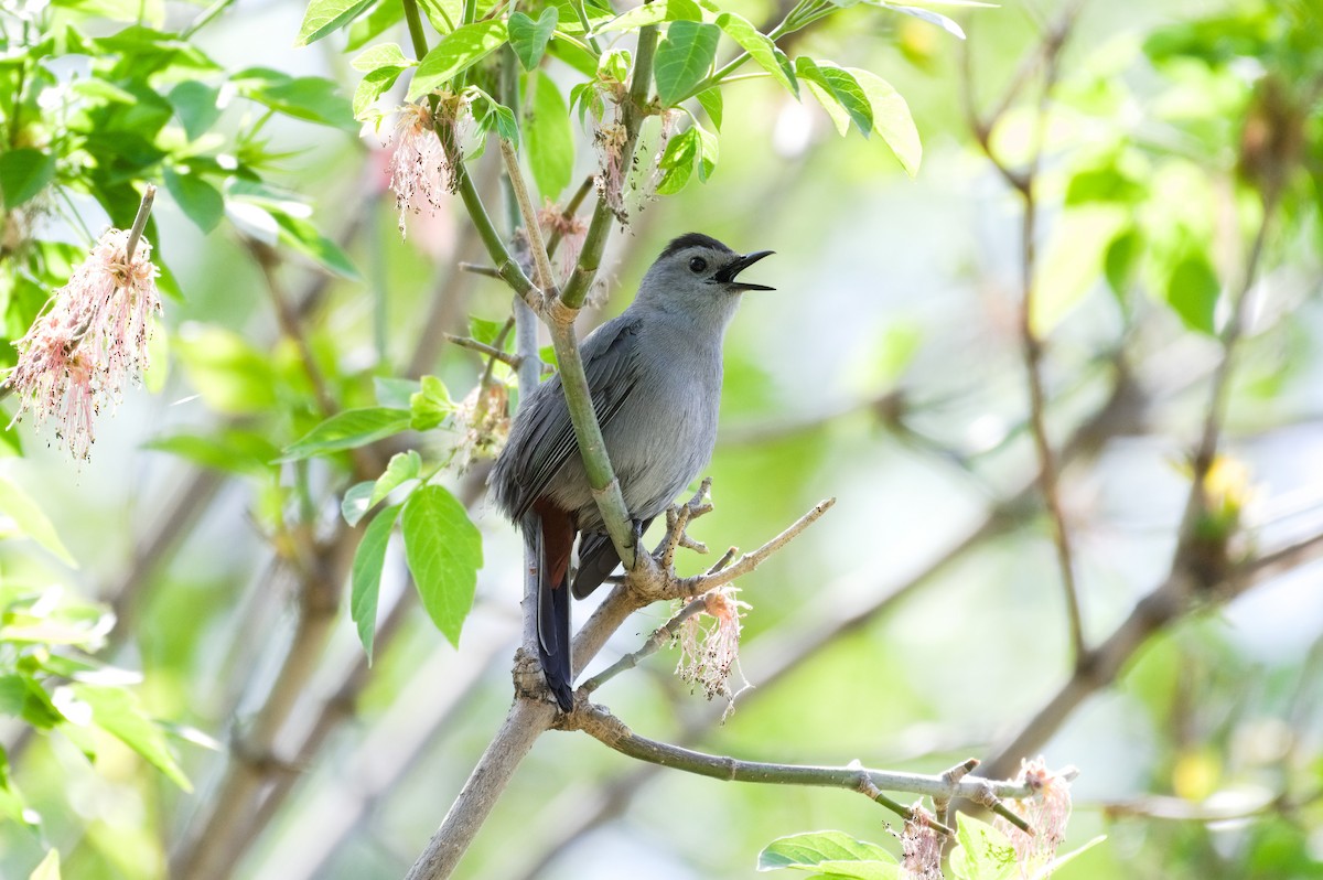 Gray Catbird - ML635489936