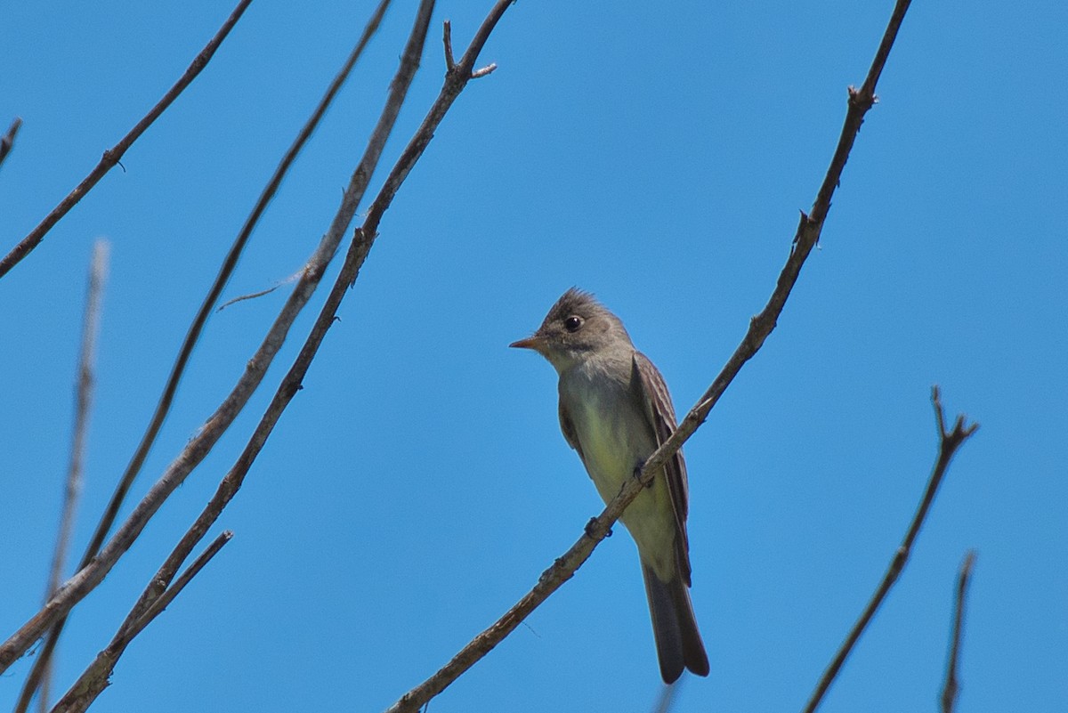 Eastern Wood-Pewee - ML635489941